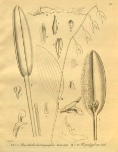 Acianthera chrysantha (as Pleurothallis hartwegiifolia) - Stelis pachyglossa (as Pleurothallis pachyglossa) - Xenia 3 pl 296