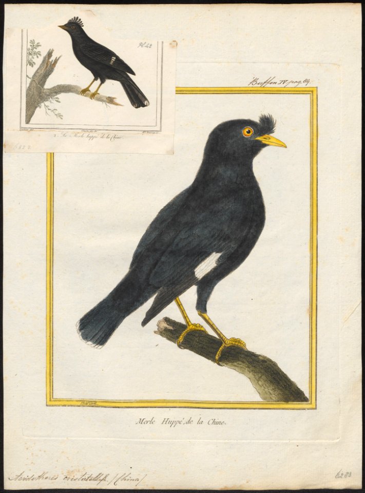 Acridotheres cristatellus - 1700-1880 - Print - Iconographia Zoologica - Special Collections University of Amsterdam - UBA01 IZ15800051