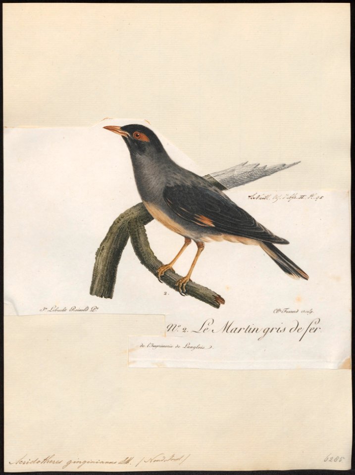 Acridotheres ginginianus - 1796-1808 - Print - Iconographia Zoologica - Special Collections University of Amsterdam - UBA01 IZ15800053