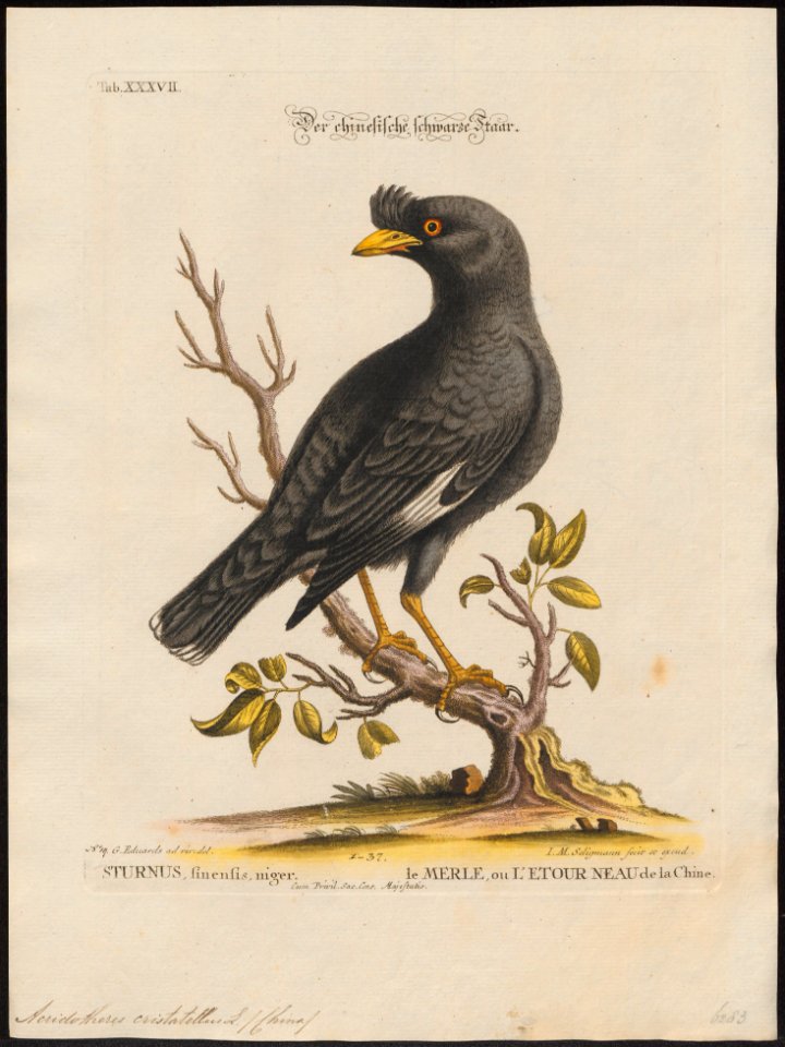 Acridotheres cristatellus - 1700-1880 - Print - Iconographia Zoologica - Special Collections University of Amsterdam - UBA01 IZ15800049