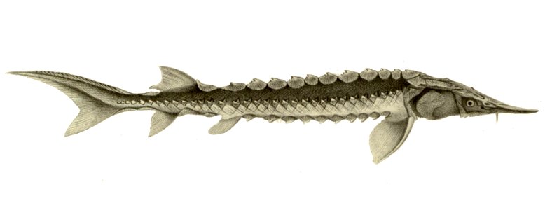 Acipenser dabryanus