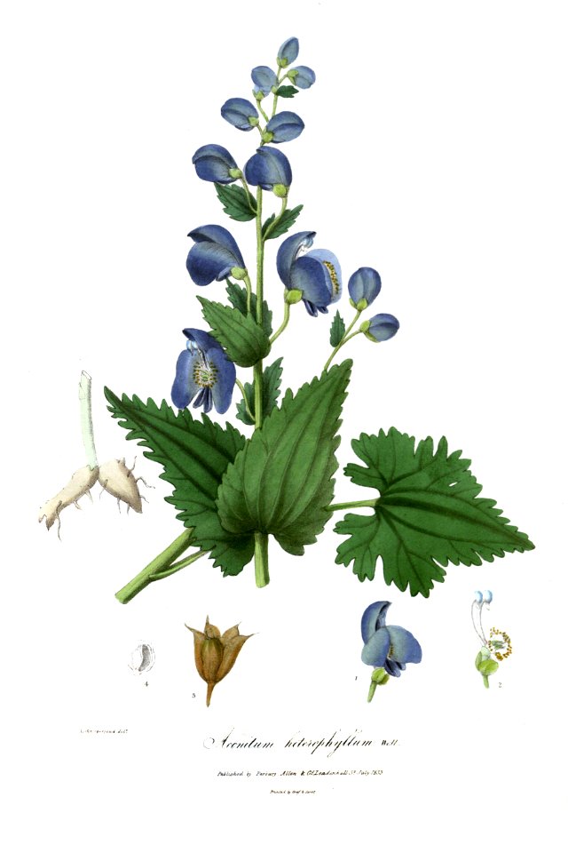 AconitumRoyle