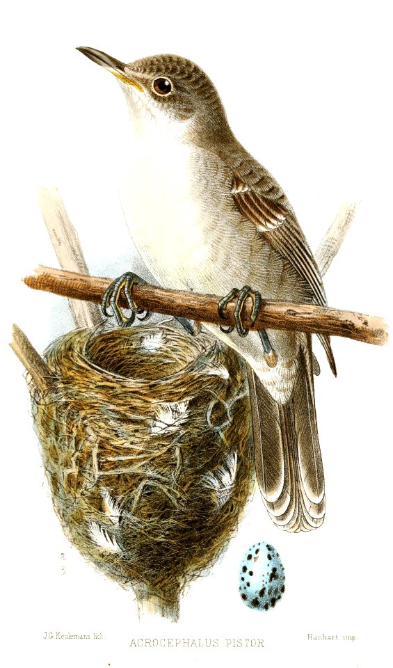 AcrocephalusPistorKeulemans