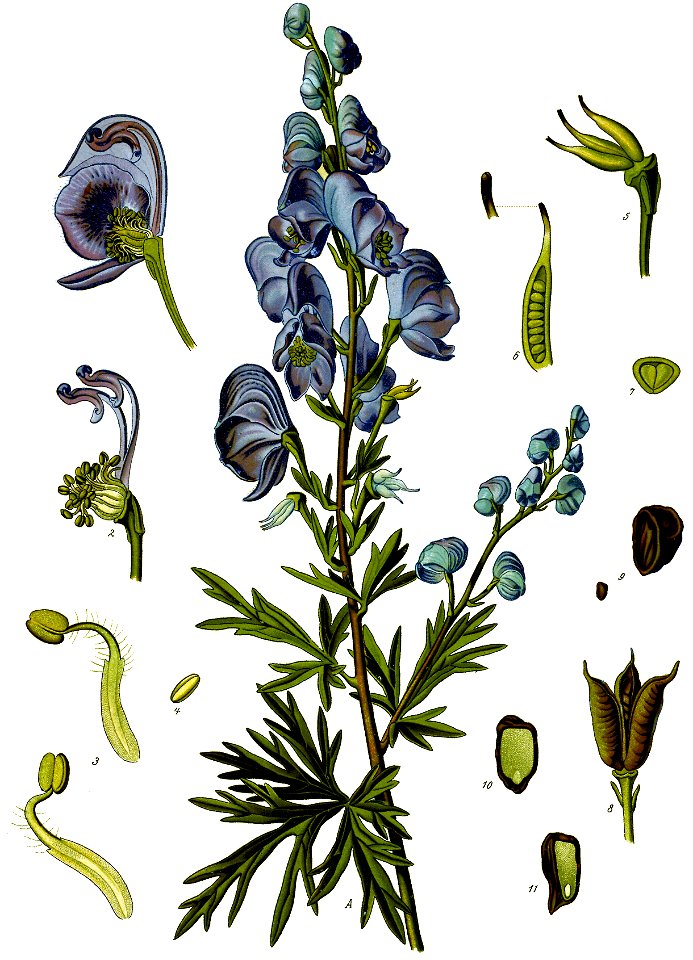 Aconitum napellus - Köhler–s Medizinal-Pflanzen-151