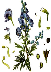 Aconitum napellus - Köhler–s Medizinal-Pflanzen-151