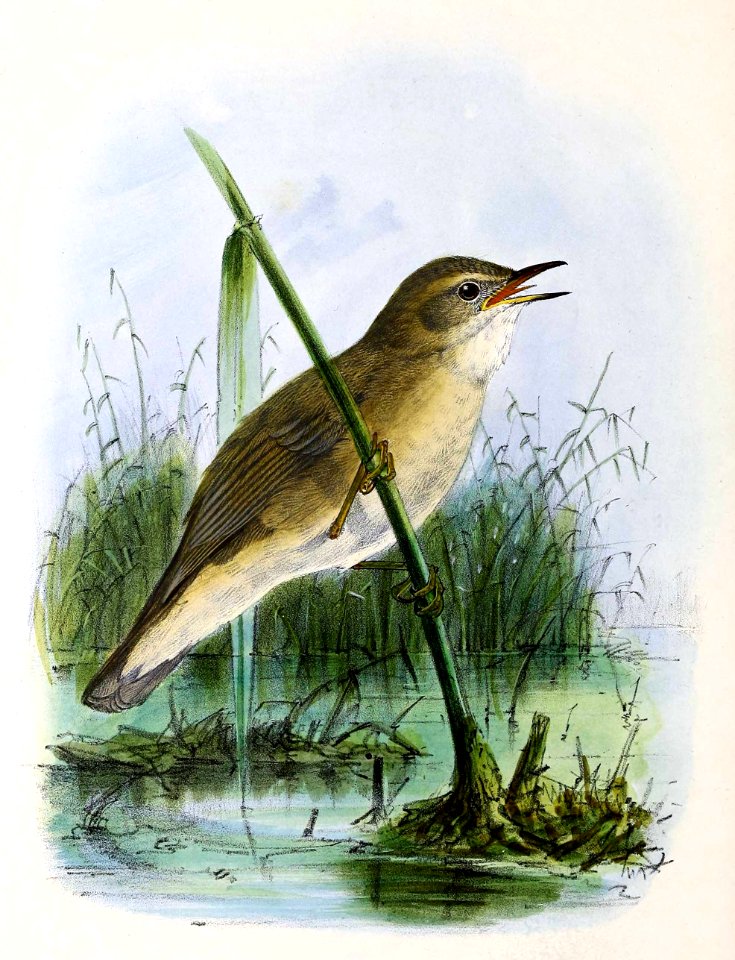 Acrocephalus scirpaceus 1876