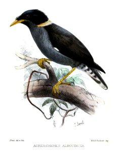 Acridotheres albocincta Smit