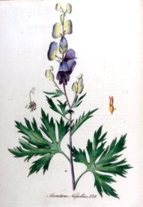 Aconitum napellus — Flora Batava — Volume v11