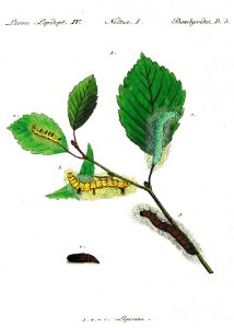 Acronicta.leporina.from.Huebner.Geschichte.europäischer.Schmetterlinge