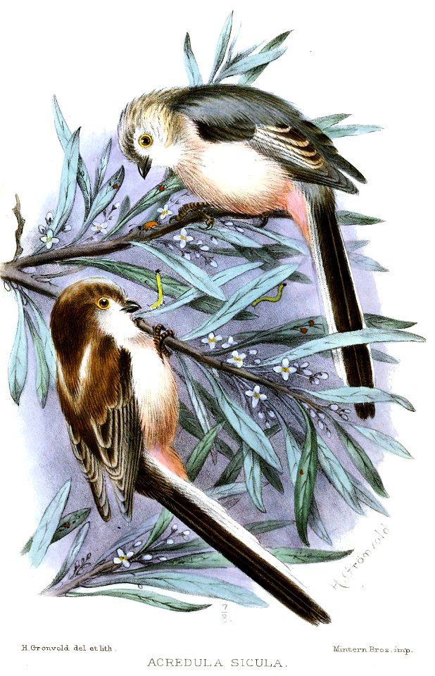 AcredulaSiculaGronvold