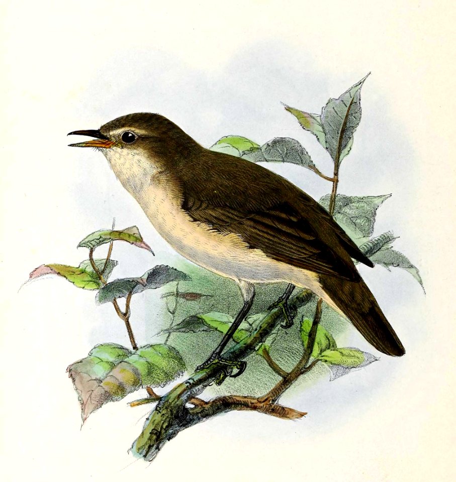 Acrocephalus palustris 1876 - Free Stock Illustrations | Creazilla