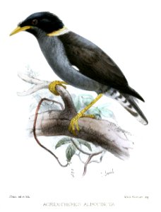 AcridotheresAlbocinctaSmit