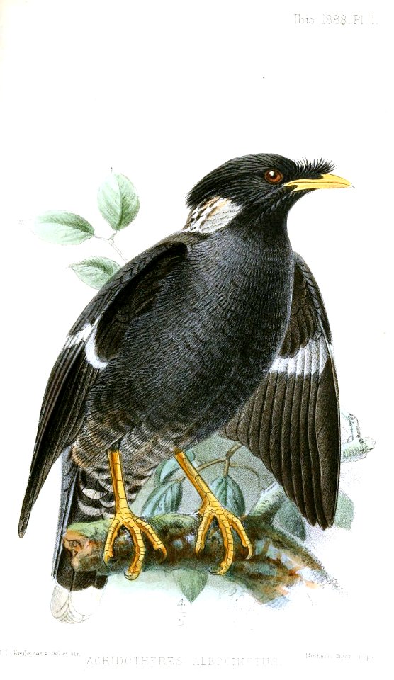 AcridotheresAlbocinctusKeulemans