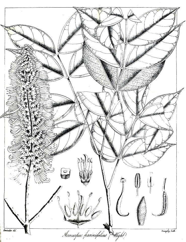 Acrocarpus fraxinifolius Govindoo