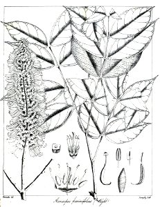 Acrocarpus fraxinifolius Govindoo. Free illustration for personal and commercial use.