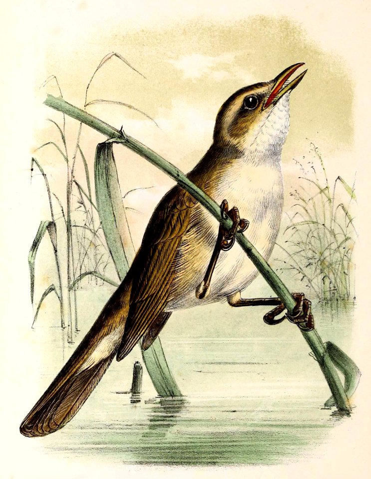 Acrocephalus arundinaceus 1873
