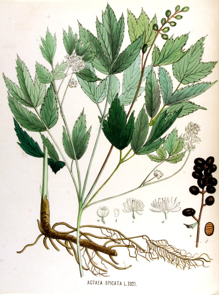 Actaea spicata — Flora Batava — Volume v17