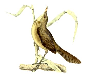Acrocephalus newtoni 1868