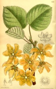 Actinidia chinensis 140-8538
