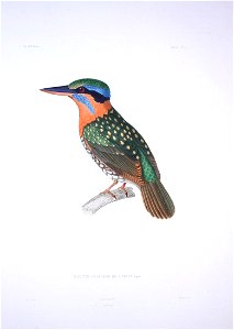 Actenoides lindsayi - Bonite-oiseaux-pl07