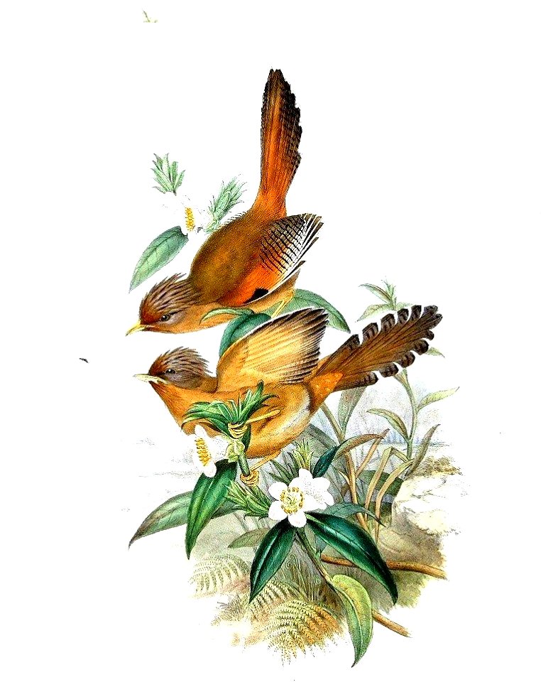 Actinodura egertoni by John Gould