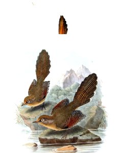 Actinodura ramsayi by John Gould