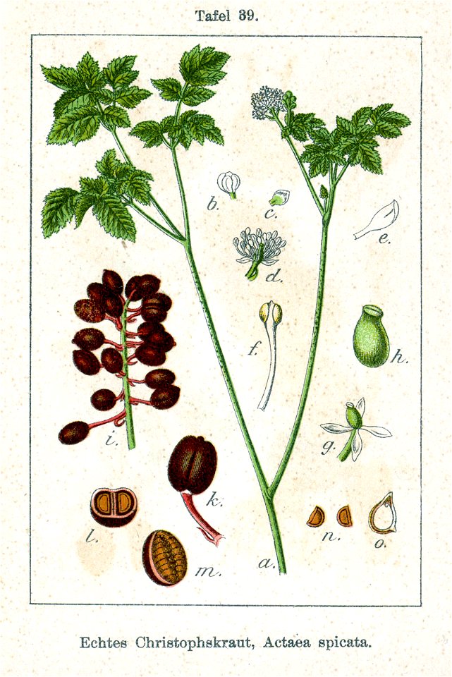 Actaea spicata Sturm05039