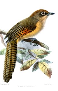 ActinuraRamsayiKeulemans