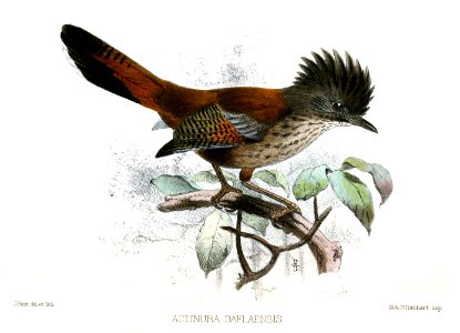 Actinodura Daflaensis Smit