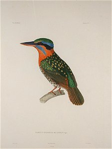 Actenoides lindsayi01