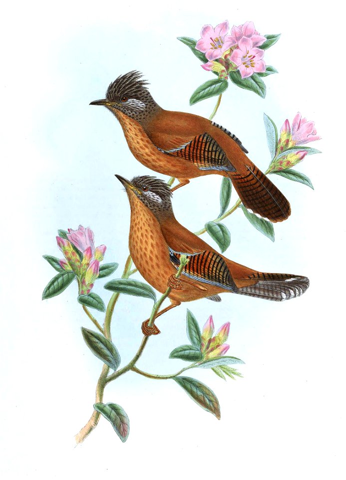 ActinoduraWaldeniGould