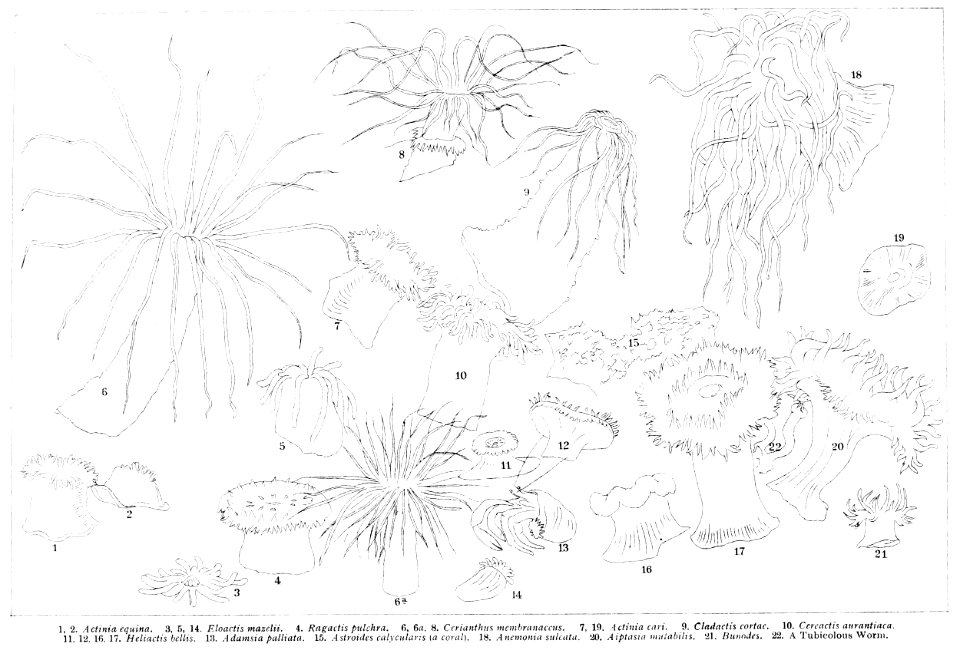 Actiniaria description