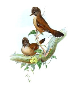 ActinoduraNipalensisGould
