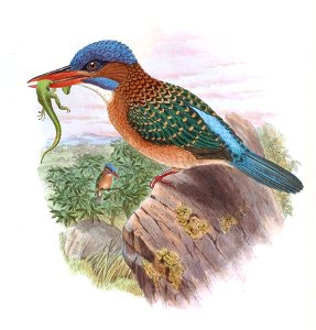 ActenoidesHombroniGould