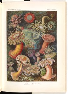 Actiniae. - Seeanemonen LCCN2014645036