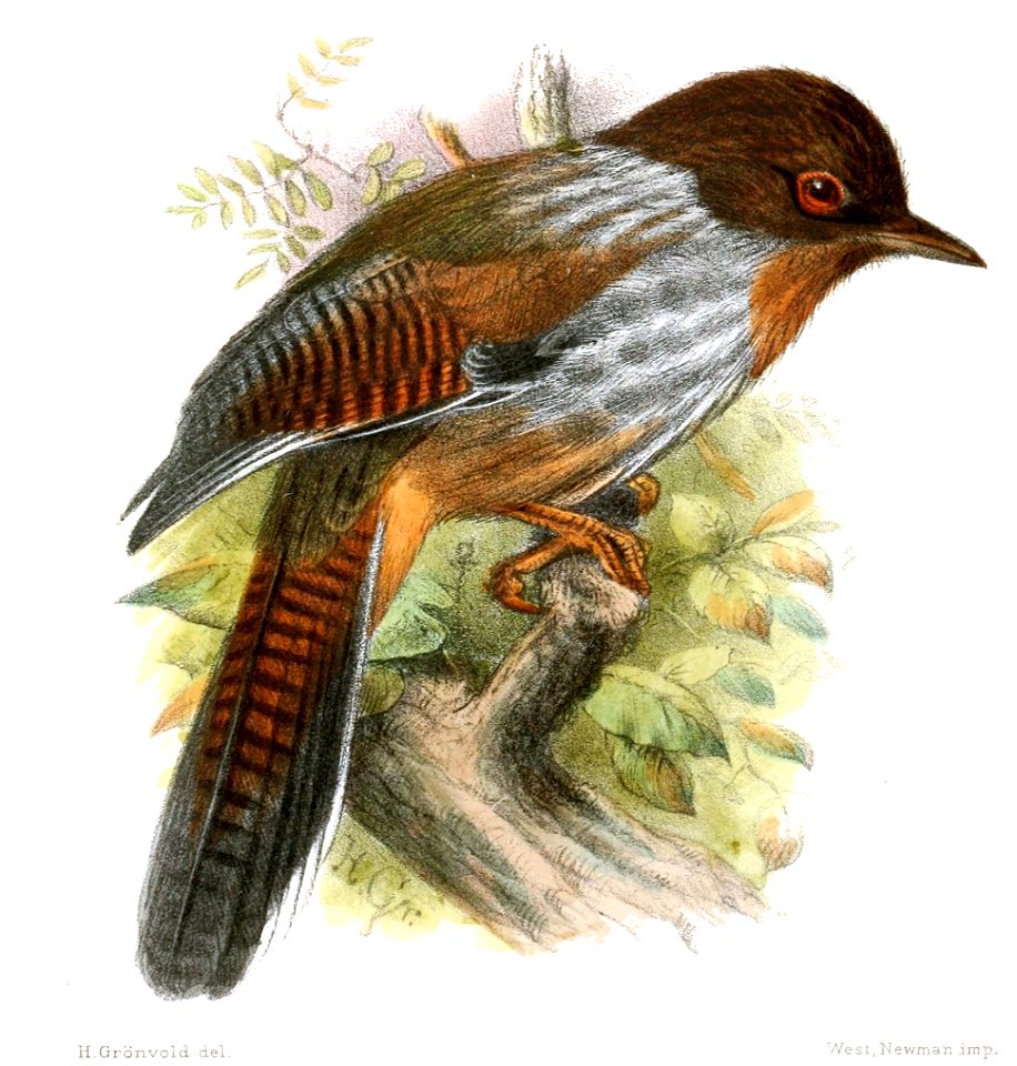 ActinoduraMorrisonianaGronvold