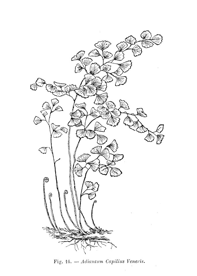 Adiantum capillus veneris (dessin)