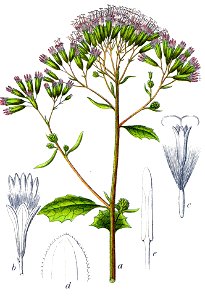 Adenostyles alliariae Sturm5