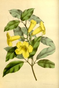 Adenocalymma comosum var. nitidum 002