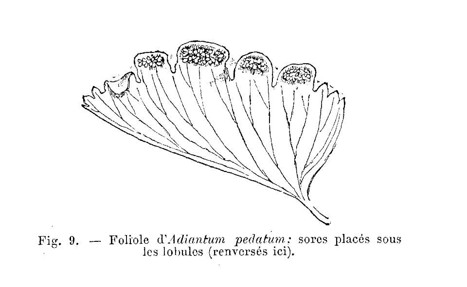 Adiantum pedatum - foliole