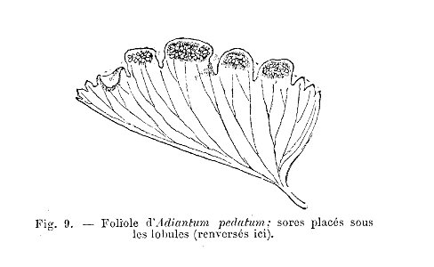 Adiantum pedatum - foliole