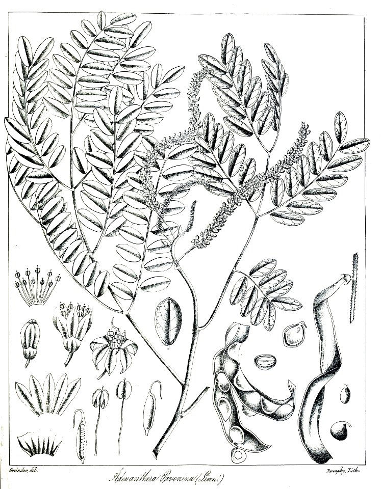 Adenanthera pavonina Govindoo