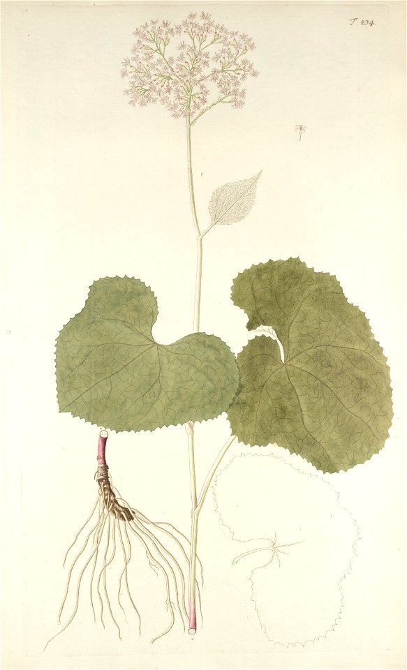Adenostyles alpina
