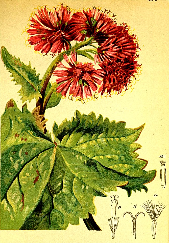 Adenostyles alpina Atlas Alpenflora