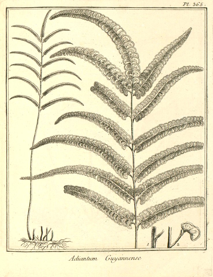 Adiantum guianense Aublet 1775 pl 365