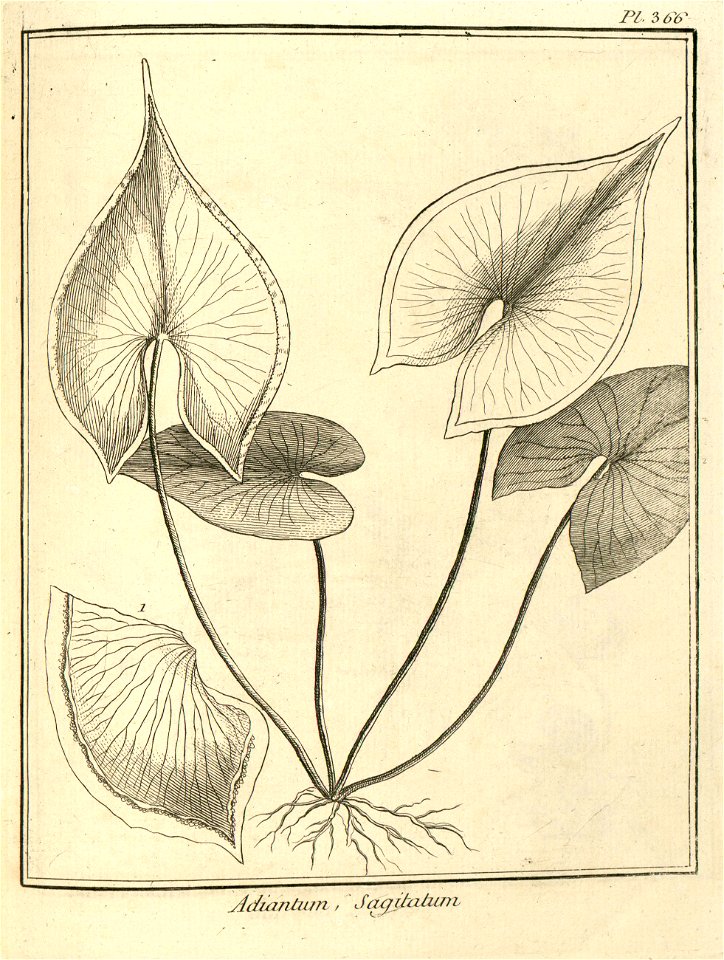 Adiantum sagittatum Aublet 1775 pl 366
