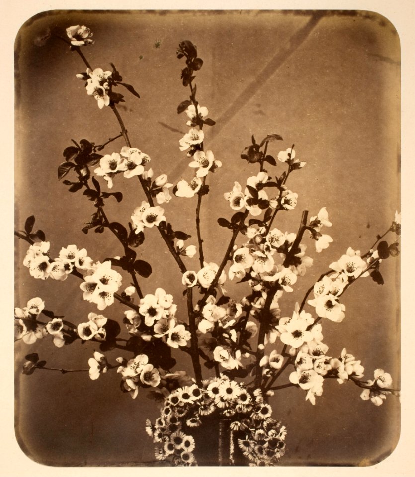 Adolphe Braun - Floral Still Life - Google Art Project