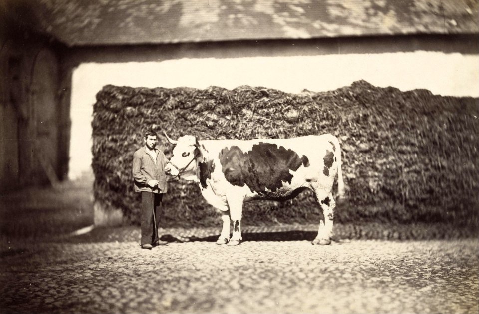 Adolphe Braun - (Prize Bull) - Google Art Project