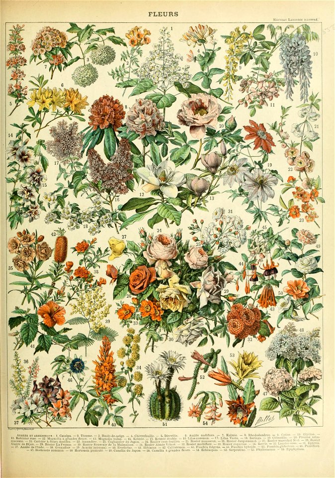 Adolphe Millot fleurs C