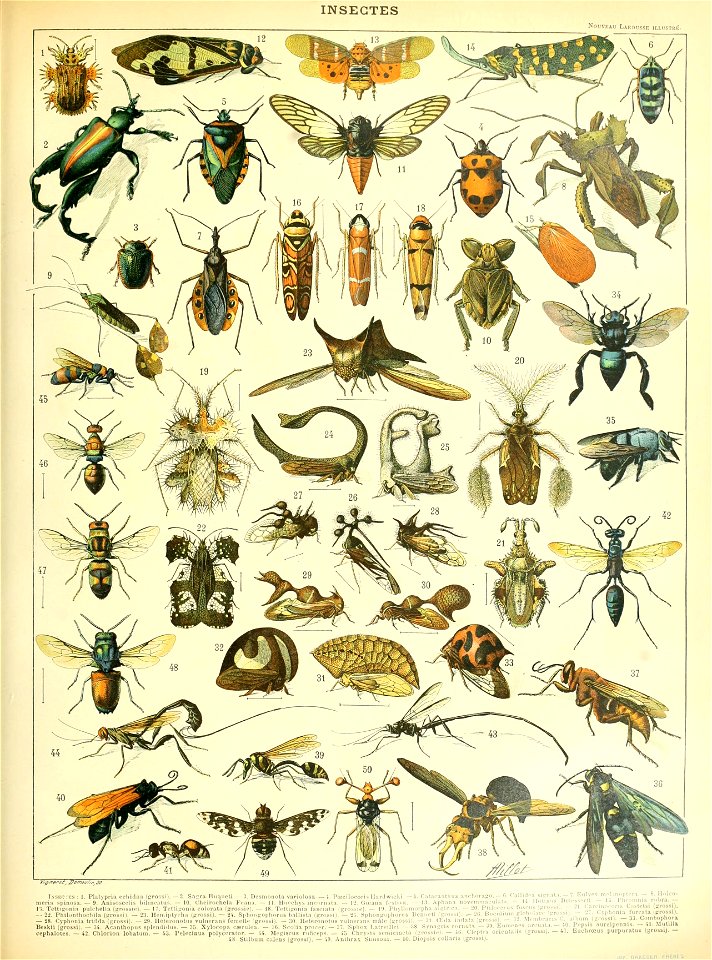 Adolphe Millot insectes B